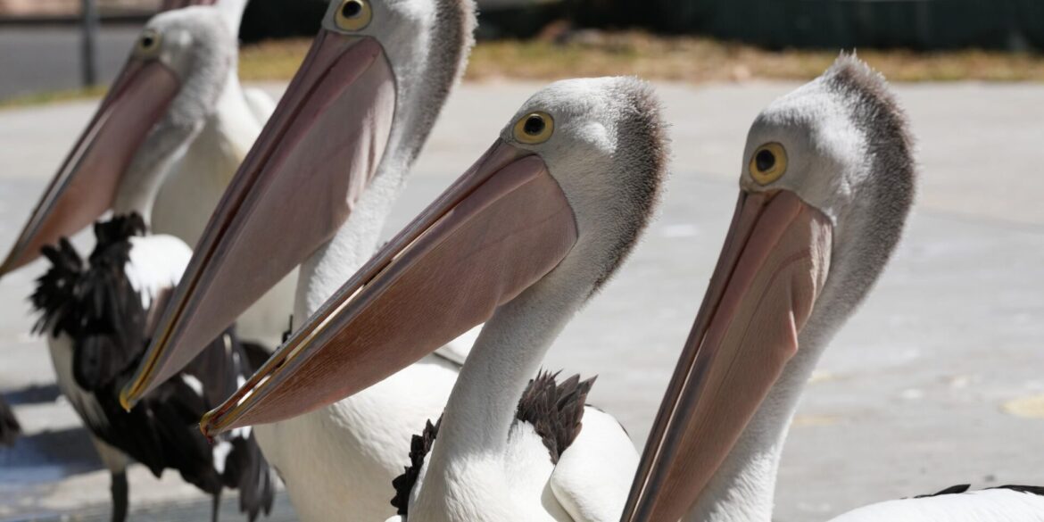 Eine Gruppe Pelikane wartet auf Abfälle, während Fischer ihren Fang am Little Beach in Port Stephens, nördlich von Sydney, reinigen.