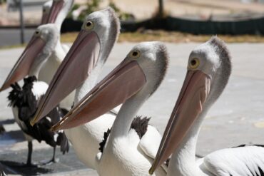 Eine Gruppe Pelikane wartet auf Abfälle, während Fischer ihren Fang am Little Beach in Port Stephens, nördlich von Sydney, reinigen.