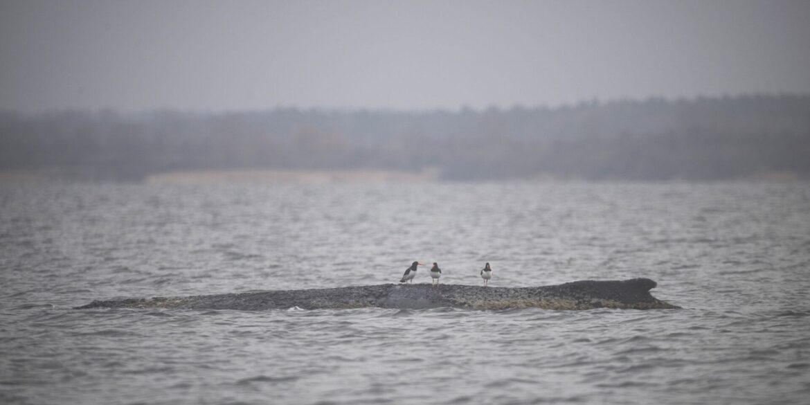 Vögel sitzen auf dem Rücken des Wals.