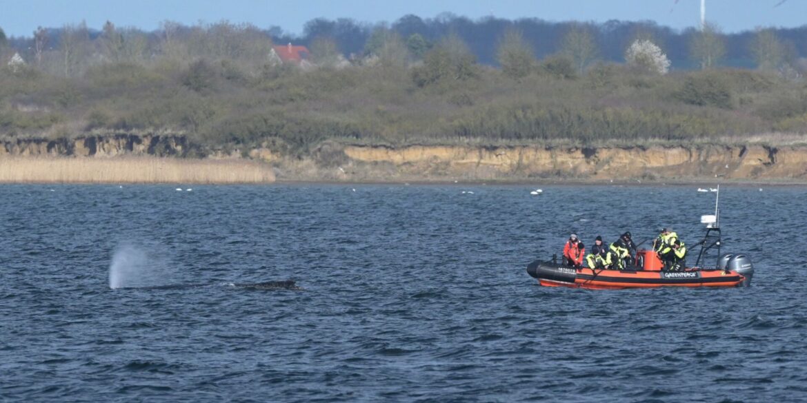 Der Buckelwal war zunächst in der Nacht zum 23. März auf einer Sandbank in Schleswig-Holstein am Timmendorfer Strand gestrandet.