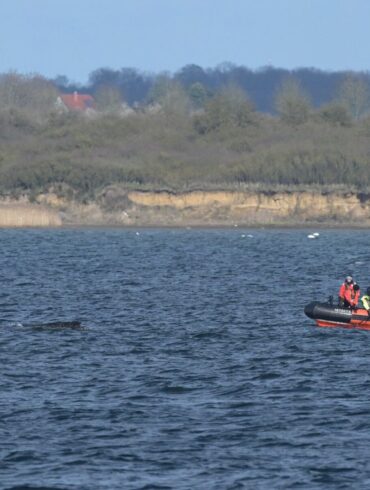 Der Buckelwal war zunächst in der Nacht zum 23. März auf einer Sandbank in Schleswig-Holstein am Timmendorfer Strand gestrandet.