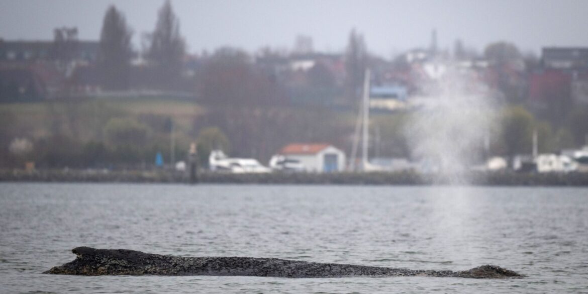 Am Samstag war der Wal erneut auf einer Sandbank in der Wismarbucht gestrandet.