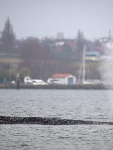 Am Samstag war der Wal erneut auf einer Sandbank in der Wismarbucht gestrandet.