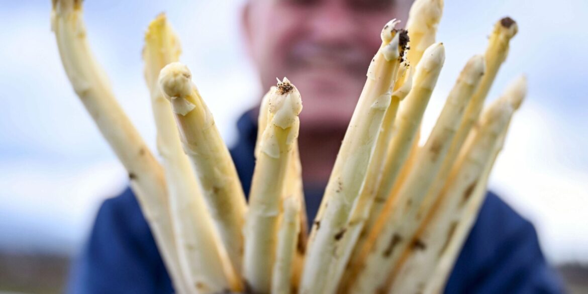 Spargelbauer Stefan S. zeigt auf einem seiner Felder frisch gestochenen Spargel.