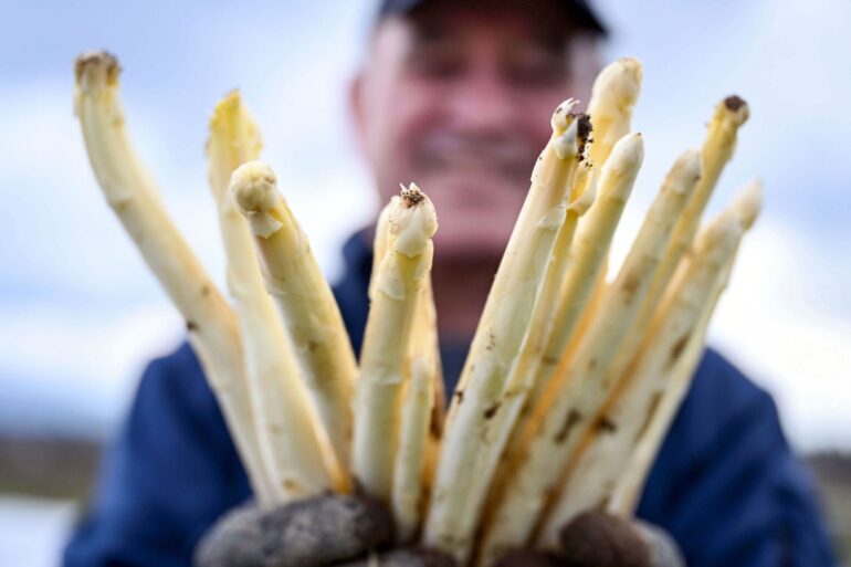 Spargelbauer Stefan S. zeigt auf einem seiner Felder frisch gestochenen Spargel.