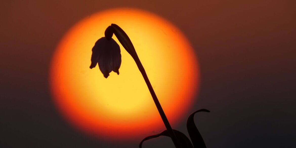 Hinter einem Märzenbecher in Unlingen geht am Morgen die Sonne auf. In der Luft liegt Saharastaub.