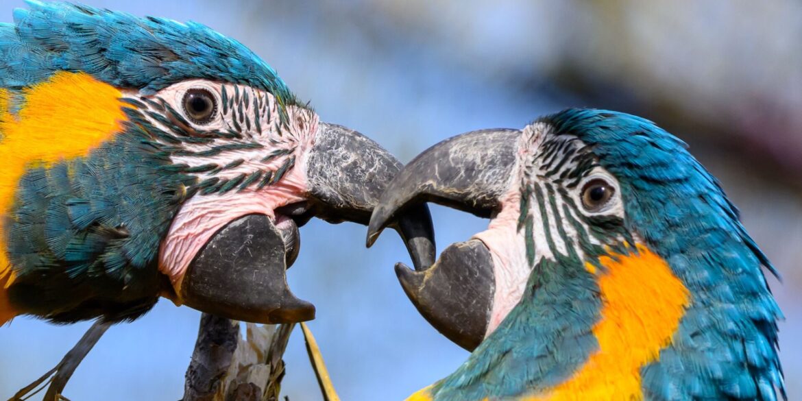 Blaukehlaras sitzen in der neuen Vogelwelt im Zoo Leipzig auf einem Ast.