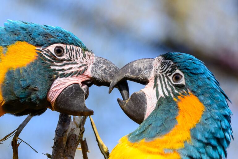 Blaukehlaras sitzen in der neuen Vogelwelt im Zoo Leipzig auf einem Ast.
