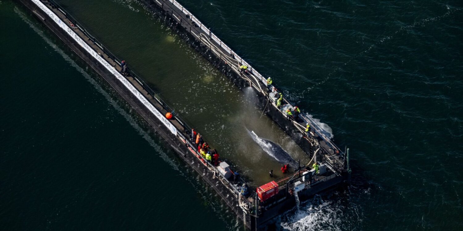 Jetzt hat sich die Barge mit dem Wal in Bewegung gesetzt.