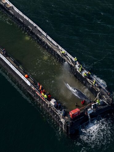 Jetzt hat sich die Barge mit dem Wal in Bewegung gesetzt.