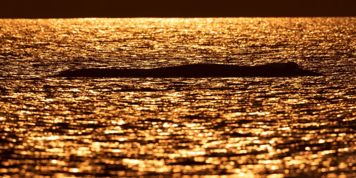 Bei Sonnenuntergang liegt der Buckelwal vor der Insel Poel.