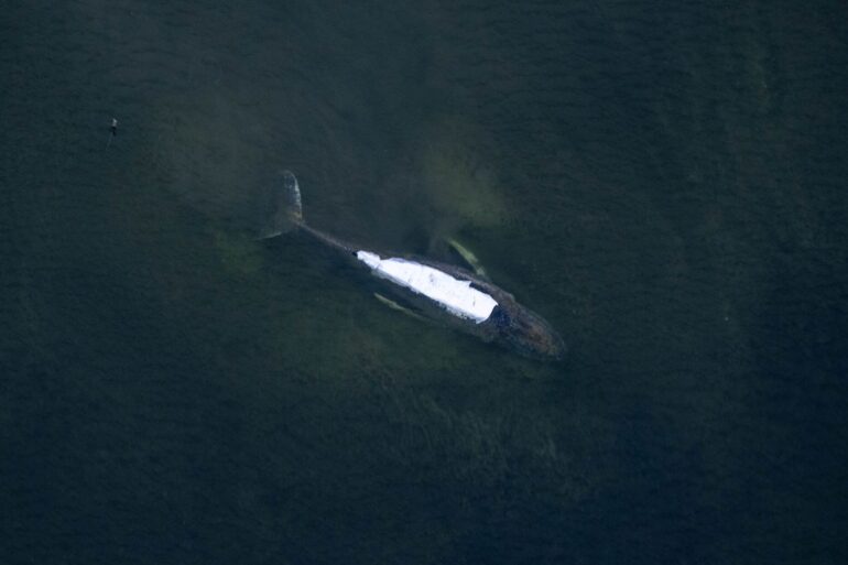 Die Initiatoren des privaten Rettungsversuchs für den in der Ostsee gestrandeten Wal haben sich zuversichtlich zum Zustand des Tieres gezeigt.