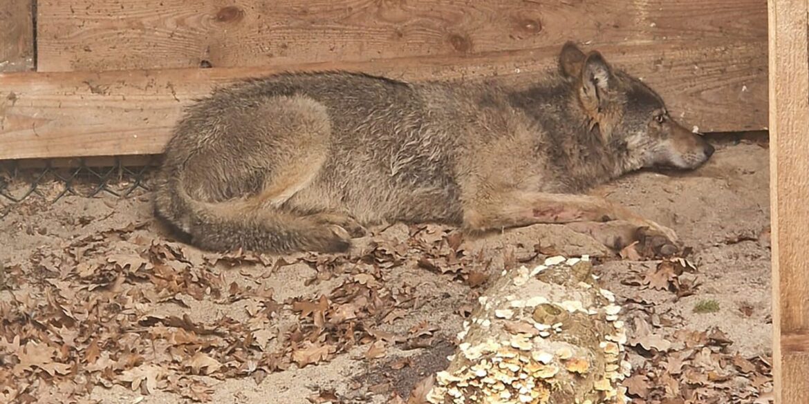 Der vor einer Woche nach einem Angriff auf eine Frau in Hamburg eingefangene Wolf ist wieder frei. (Foto Handout)