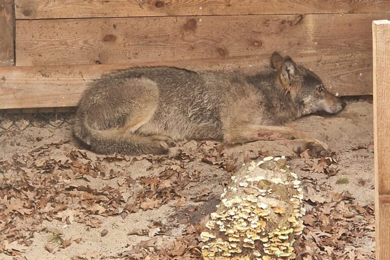 Der vor einer Woche nach einem Angriff auf eine Frau in Hamburg eingefangene Wolf ist wieder frei. (Foto Handout)