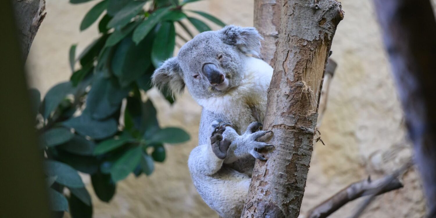 Bin der Neue: Kamaroo klettert im Zoo in Dresden an einem Stamm. Das Koala-Männchen kam gerade aus Duisburg an die Elbe.