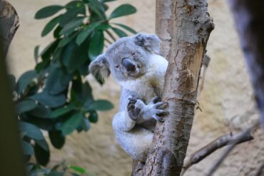Bin der Neue: Kamaroo klettert im Zoo in Dresden an einem Stamm. Das Koala-Männchen kam gerade aus Duisburg an die Elbe.