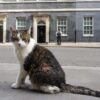 Kater Larry, «Oberster britischer Mäusejäger», sitzt nach den Kommunalwahlen gegenüber von Downing Street 10 in London.