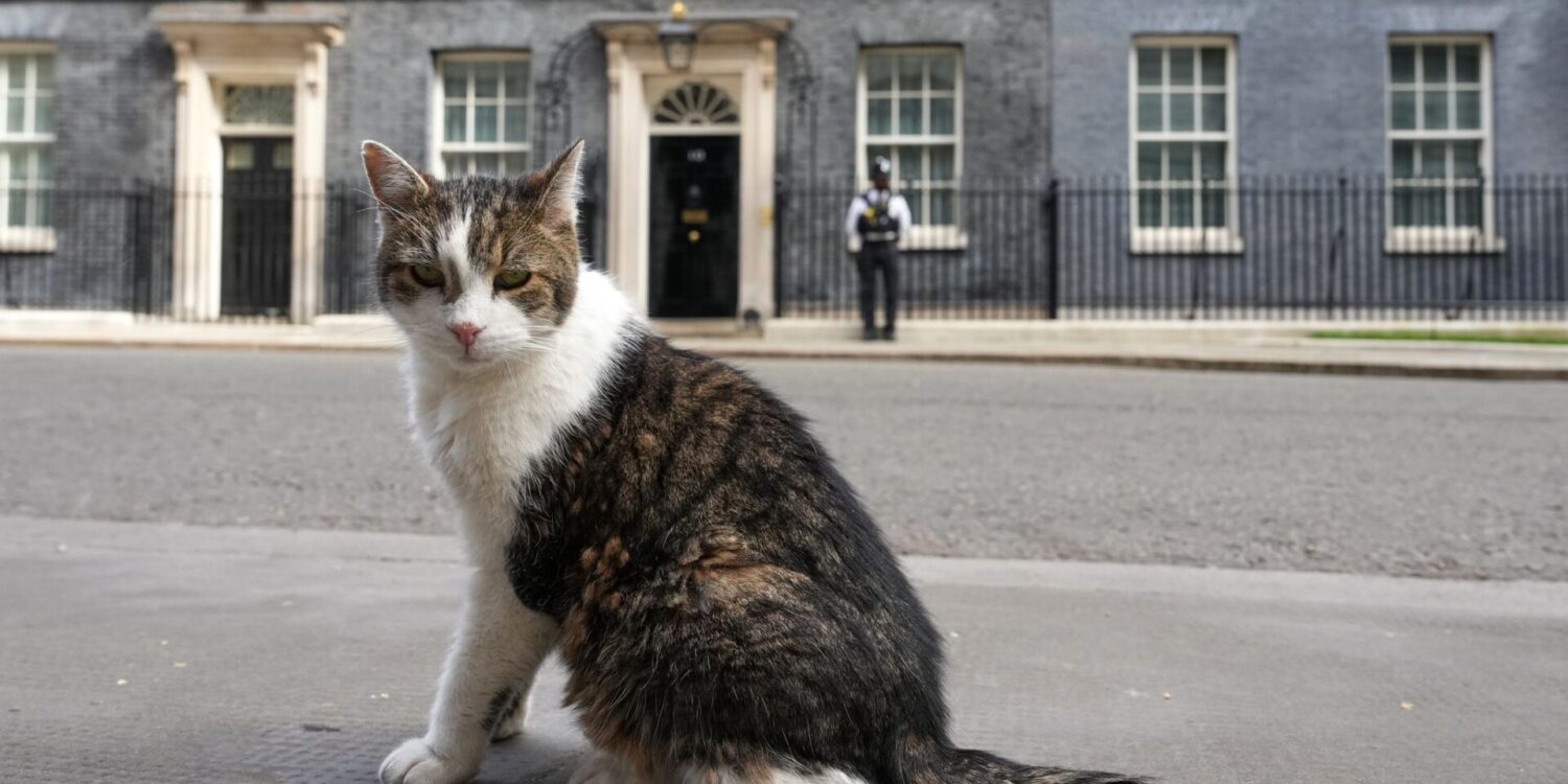 Kater Larry, «Oberster britischer Mäusejäger», sitzt nach den Kommunalwahlen gegenüber von Downing Street 10 in London.