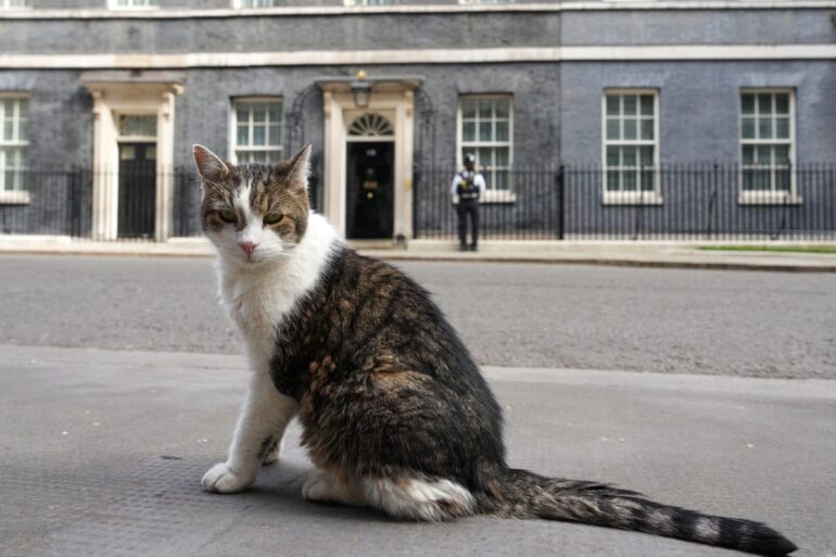 Kater Larry, «Oberster britischer Mäusejäger», sitzt nach den Kommunalwahlen gegenüber von Downing Street 10 in London.
