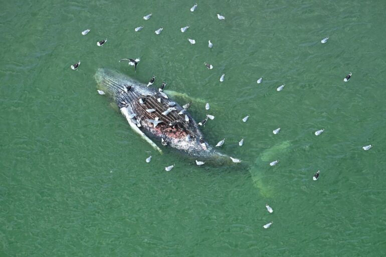 Toter Wal vor Anholt entdeckt: Identisch mit dem Tier von Timmendorfer Strand?