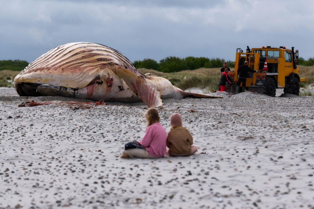 Der tote Wal liegt am Strand der dänischen Insel Anholt, nachdem er aus dem Wasser gezogen wurde.
