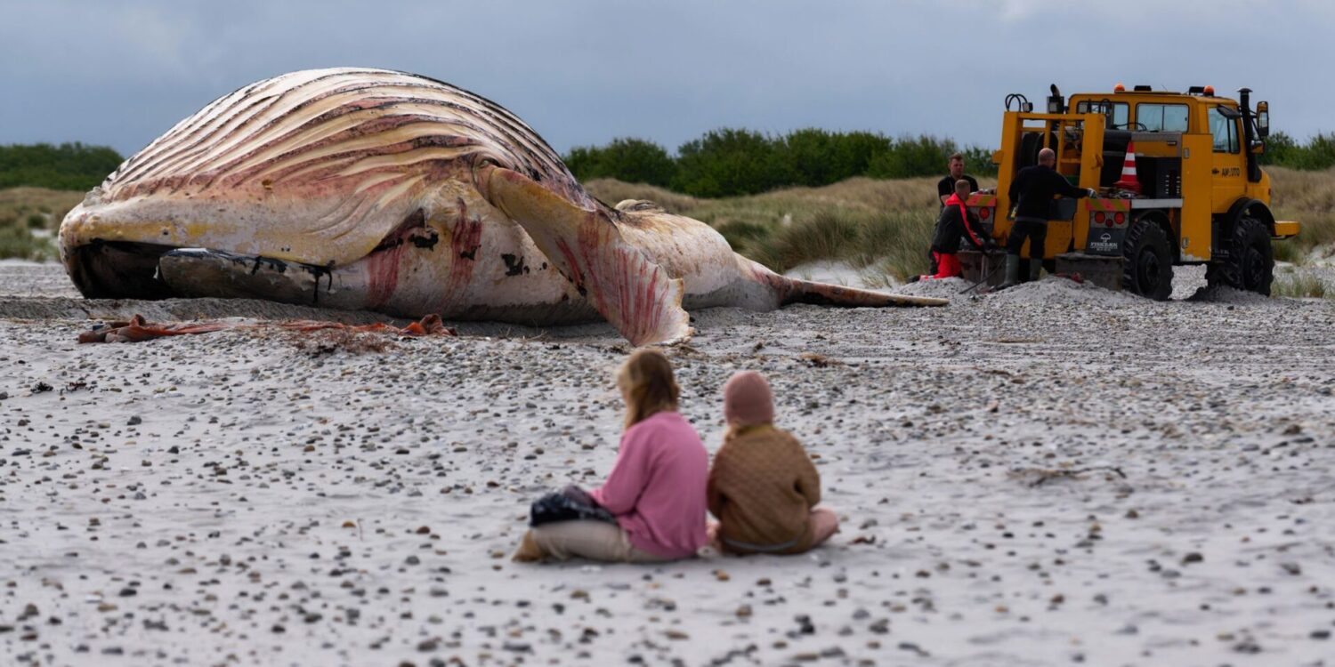 Der tote Wal liegt am Strand der dänischen Insel Anholt, nachdem er aus dem Wasser gezogen wurde.