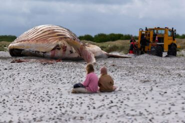 Der tote Wal liegt am Strand der dänischen Insel Anholt, nachdem er aus dem Wasser gezogen wurde.