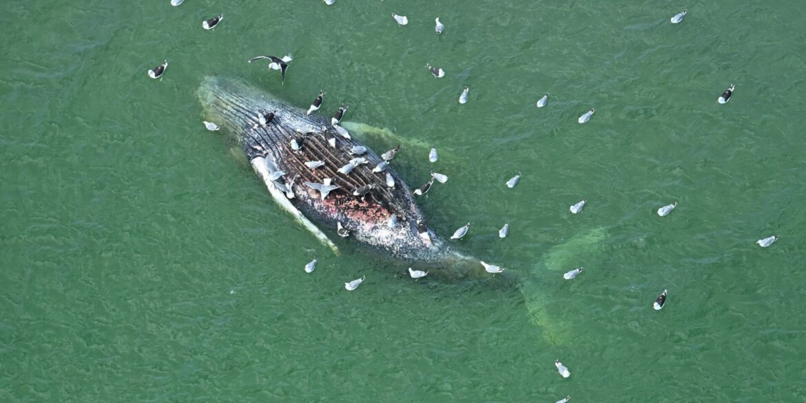 Ein Toter Wal wurde vor der dänischen Insel Anholt entdeckt.
