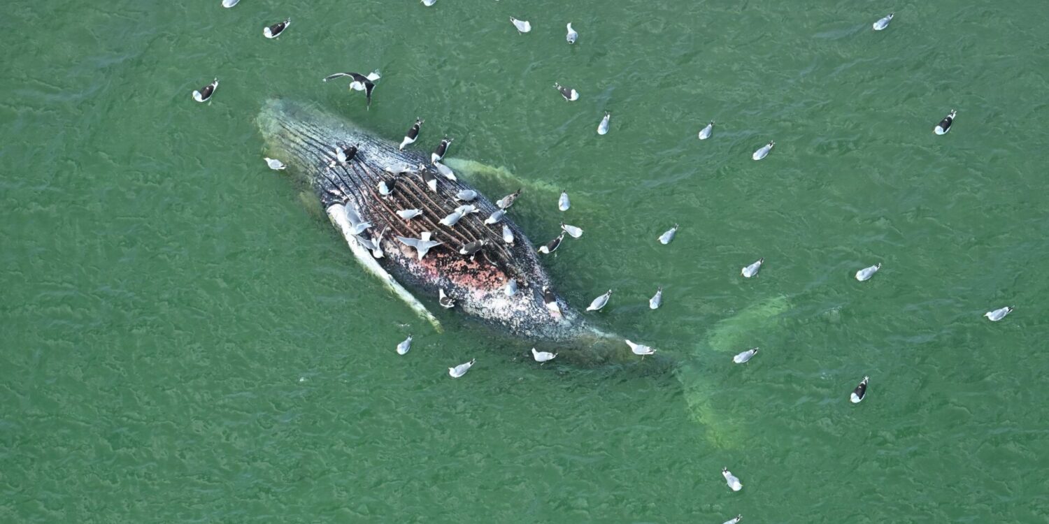 Ein Toter Wal wurde vor der dänischen Insel Anholt entdeckt.