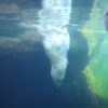 Eisbärin Victoria taucht ins Eismeer im Tierpark Hagenbeck.