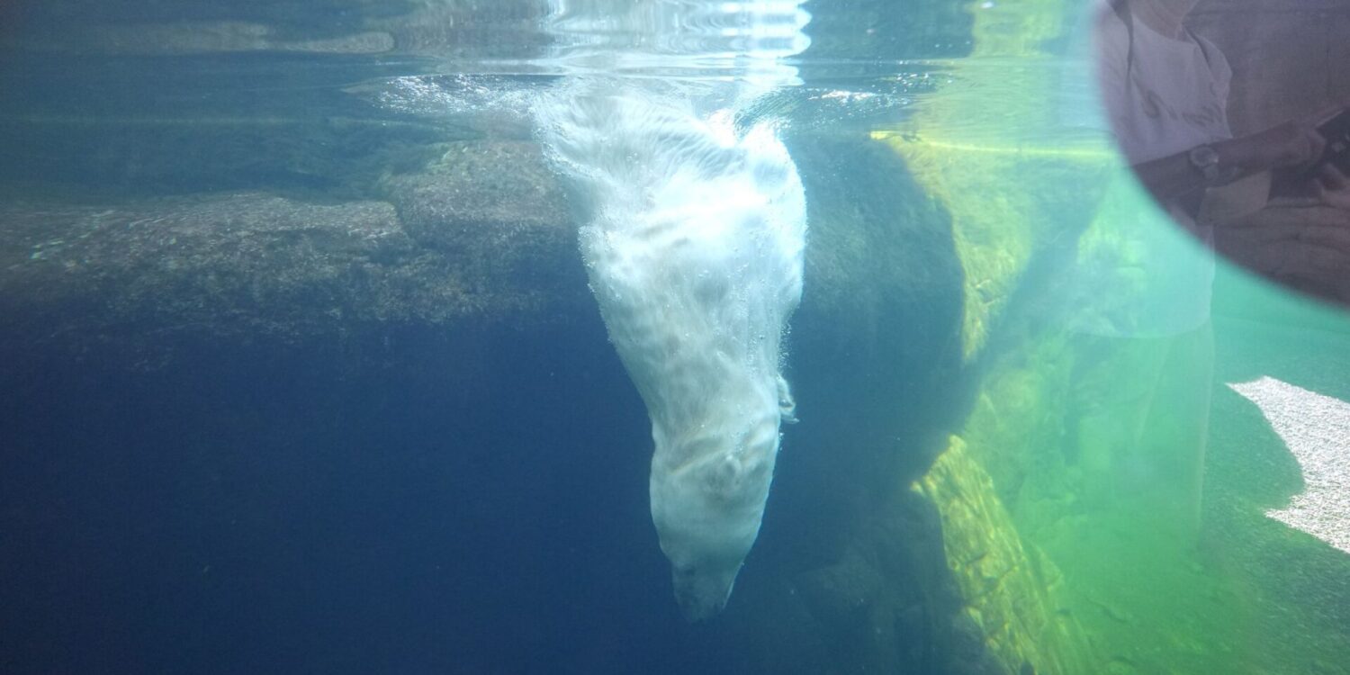 Eisbärin Victoria taucht ins Eismeer im Tierpark Hagenbeck.