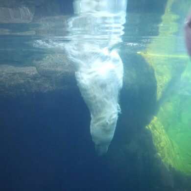 Eisbärin Victoria taucht ins Eismeer im Tierpark Hagenbeck.