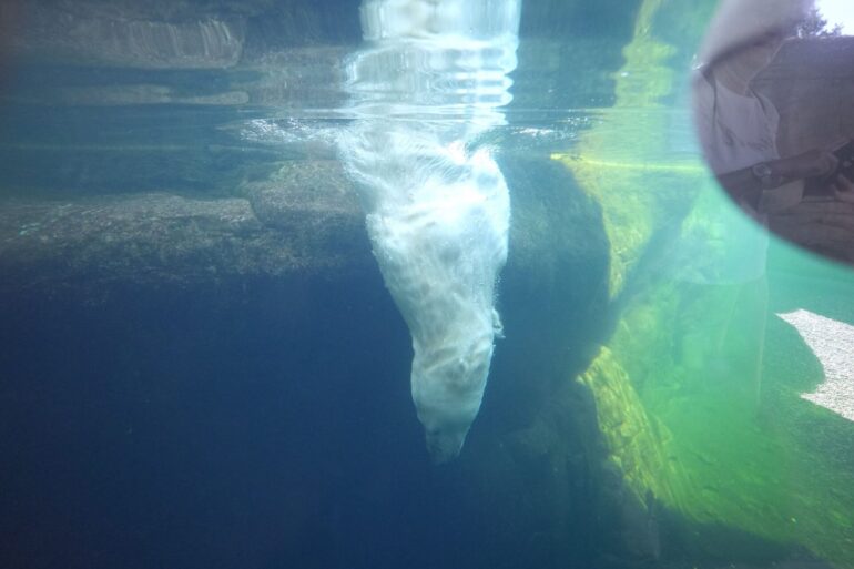 Eisbärin Victoria taucht ins Eismeer im Tierpark Hagenbeck.