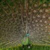 Bin ich nicht schön? Ein Pfau stellt sich zur Schau im Zoo von Bandung in Indonesien.