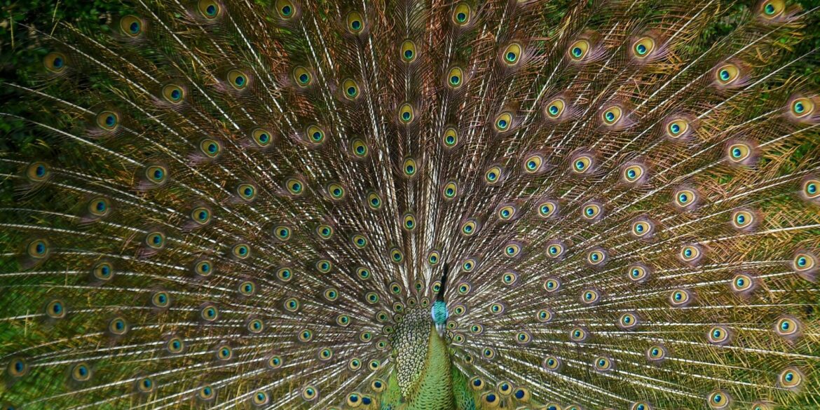 Bin ich nicht schön? Ein Pfau stellt sich zur Schau im Zoo von Bandung in Indonesien.