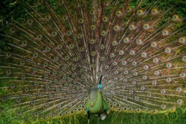 Bin ich nicht schön? Ein Pfau stellt sich zur Schau im Zoo von Bandung in Indonesien.
