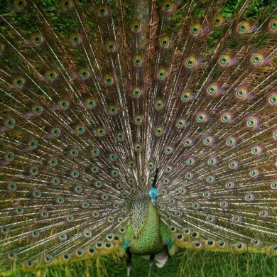Bin ich nicht schön? Ein Pfau stellt sich zur Schau im Zoo von Bandung in Indonesien.
