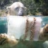Eisbombe zur Abkühlung: Eisbär in französischem Zoo