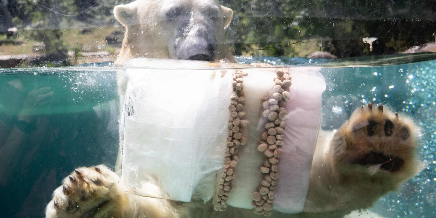 Eisbombe zur Abkühlung: Eisbär in französischem Zoo