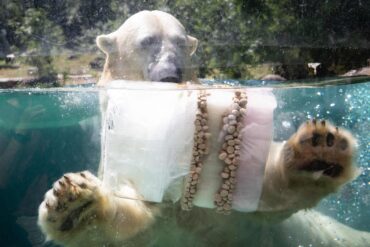 Eisbombe zur Abkühlung: Eisbär in französischem Zoo