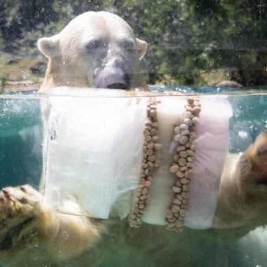 Eisbombe zur Abkühlung: Eisbär in französischem Zoo