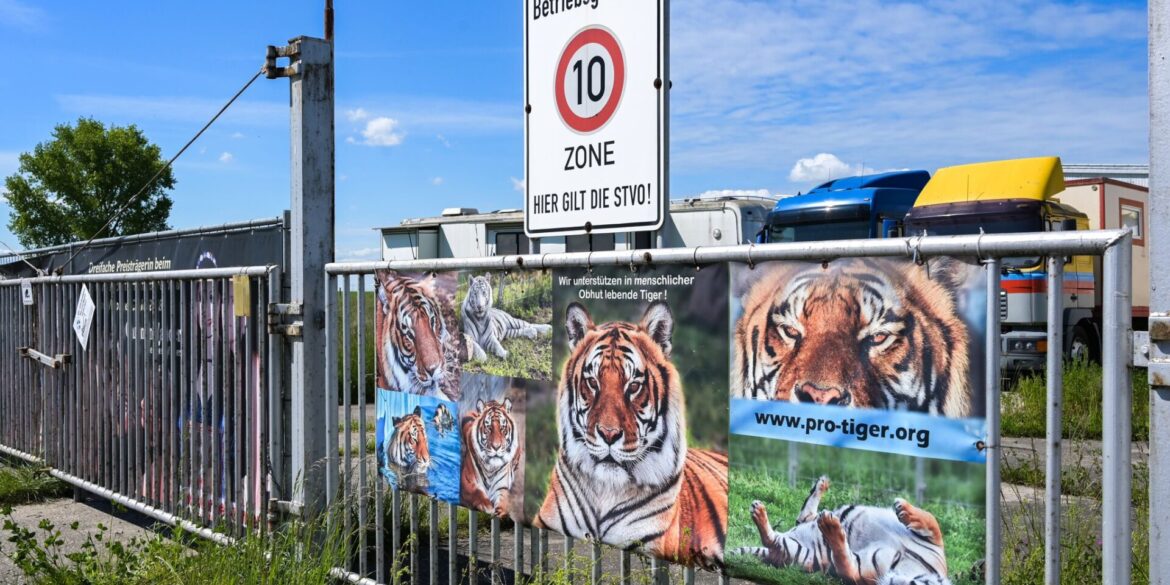 Der von dem Tiger angegriffene Pfleger ist gestorben. (Archivbild)