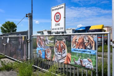 Der von dem Tiger angegriffene Pfleger ist gestorben. (Archivbild)