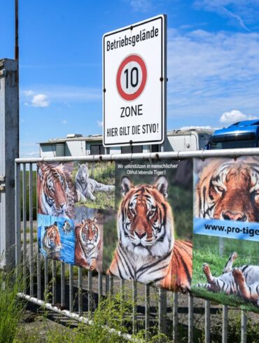 Der von dem Tiger angegriffene Pfleger ist gestorben. (Archivbild)