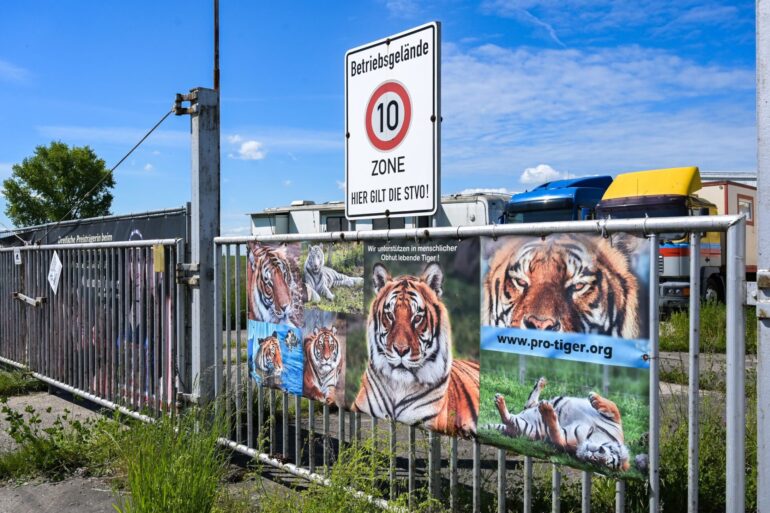 Der von dem Tiger angegriffene Pfleger ist gestorben. (Archivbild)