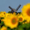 Sonnenblumen leuchten auf einem Feld in der Sonne vor der Bockwindmühle Beelitz in Brandenburg.