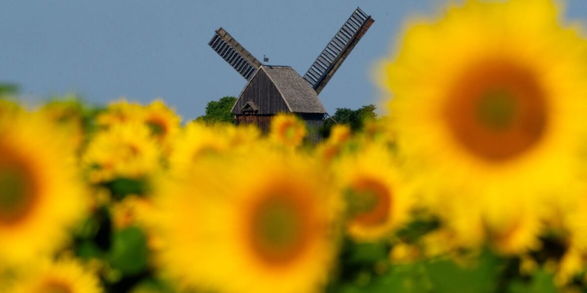 Sonnenblumen leuchten auf einem Feld in der Sonne vor der Bockwindmühle Beelitz in Brandenburg.