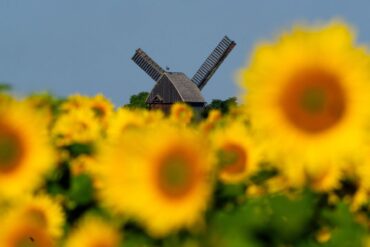 Sonnenblumen leuchten auf einem Feld in der Sonne vor der Bockwindmühle Beelitz in Brandenburg.