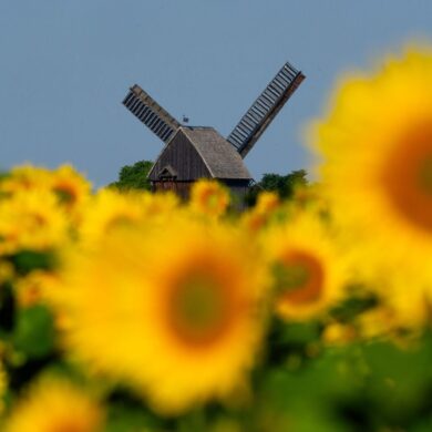 Sonnenblumen leuchten auf einem Feld in der Sonne vor der Bockwindmühle Beelitz in Brandenburg.