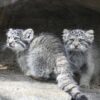 Kätzchen eines Manul, auch Pallaskatze genannt, werden in Japan zum ersten Mal seit ihrer Geburt der Presse vorgestellt.